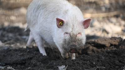 JOB ALERT: Earn $15 An Hour Cooling Off Pot-Bellied Pigs