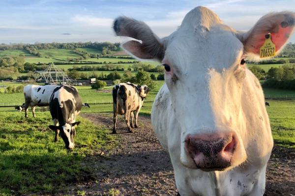 Hoofin’ it: Cows roam through Georgia neighborhood