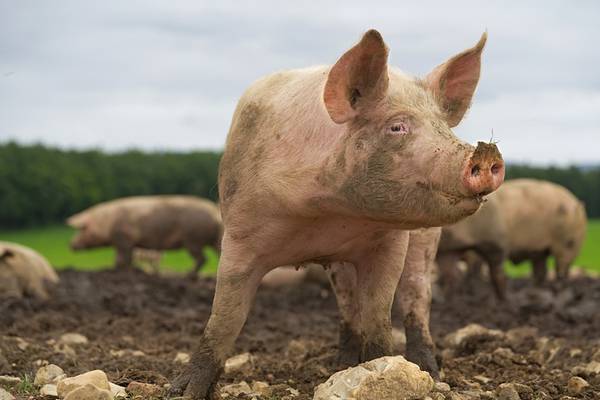 ‘My grandma’s being attacked by a random pig’: Texas family targeted by out-of-control swine
