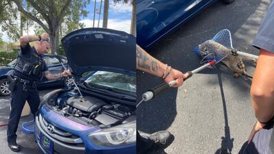 Officers help rescue injured raccoon from car engine