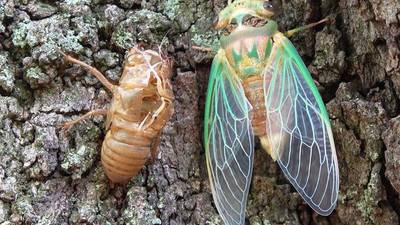 Soon, it could be raining cicada pee in Florida and several other U.S. states
