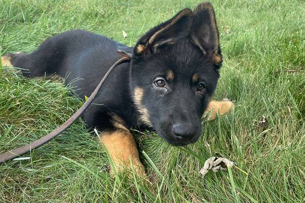 North Carolina sheriff’s office trims name contenders for new K-9 puppy to 9; voting ends Monday