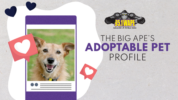 95.1 WAPE wants you to Find The Pawfect Pet for your Family!