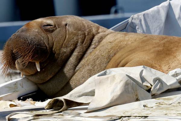 Freya the walrus euthanized by Norwegian authorities