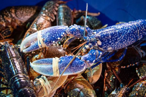 Maine anglers catch rare blue lobster; crustacean will live in restaurant tank