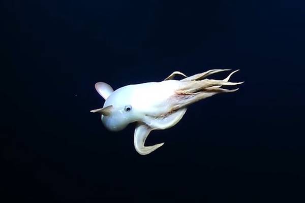 ‘Dumbo octopus’ sighted in mile-deep waters of Pacific Ocean northwest of Hawaii