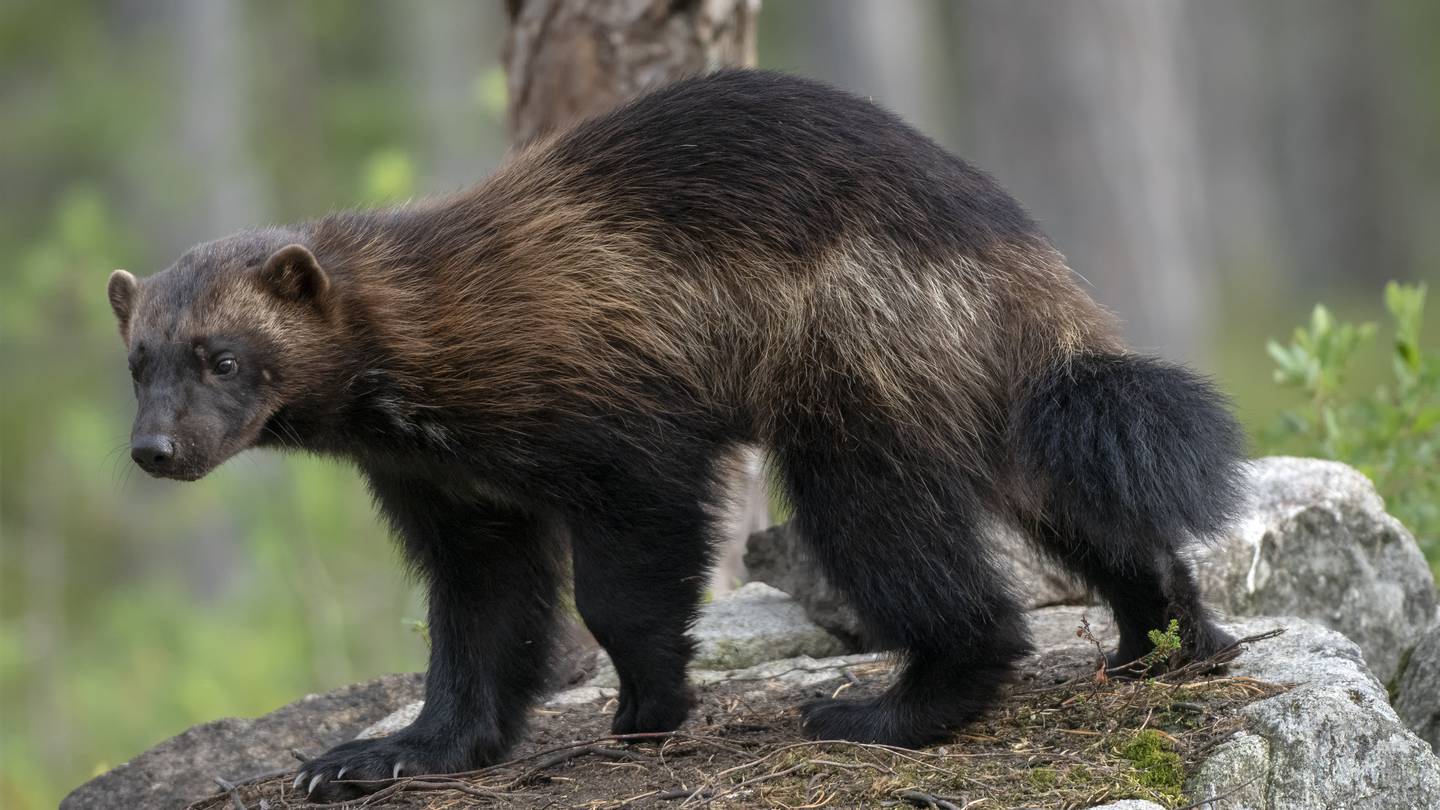 Rare wolverine spotted at Yellowstone National Park 95.1 WAPE